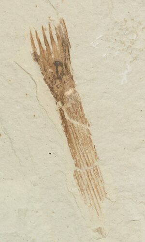 Fossils Horsetail Section (Equisetum) - Green River Formation #45658